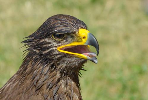 ������� ����