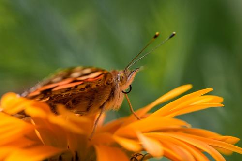 ������ ���������� 