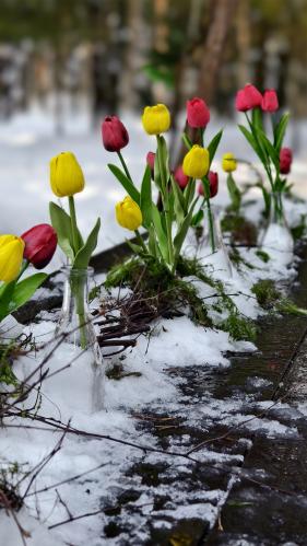 ���������� ����� 