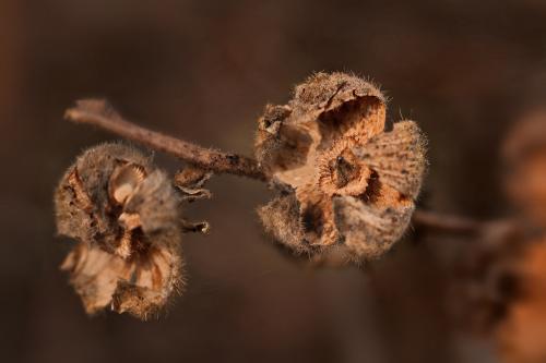 �������� ����� ����. 