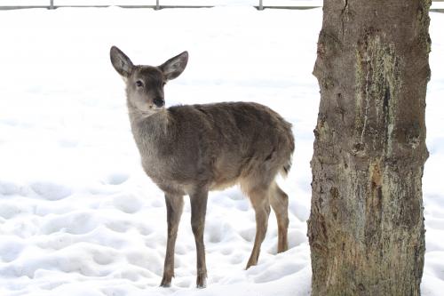 � ��������� ����������, �� ���������� ��