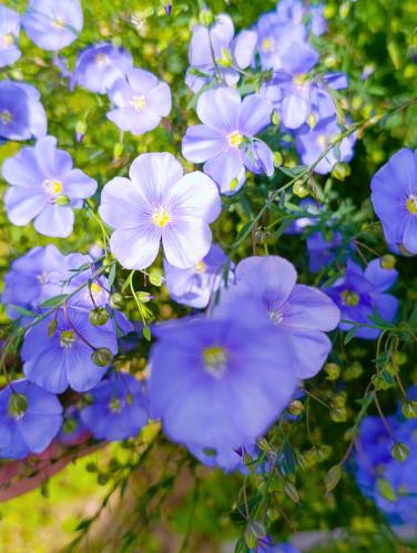 ˸�