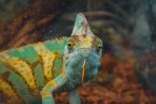 ����������� ��������