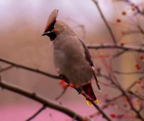 ���������� ��������: ����������� ����� �����