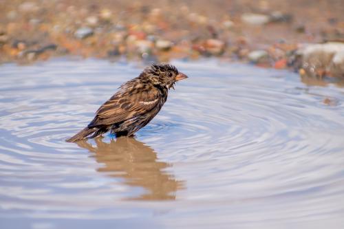 ������� �������