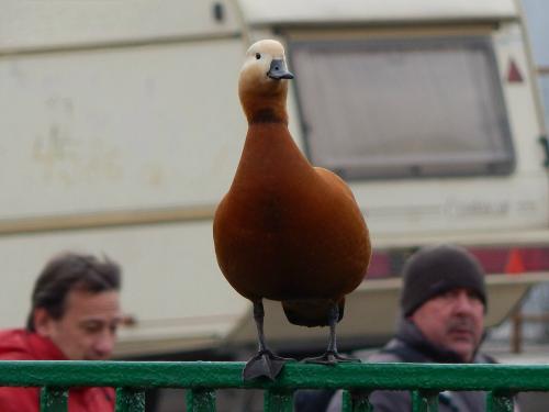 ������ ����, ������ �����