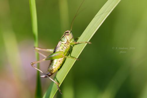 �������� �� ��������