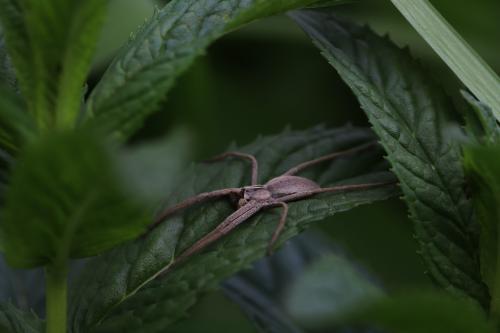 ������� ������������ 