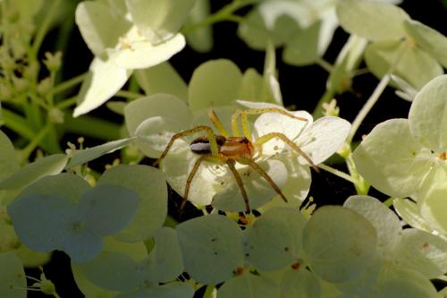 � ������