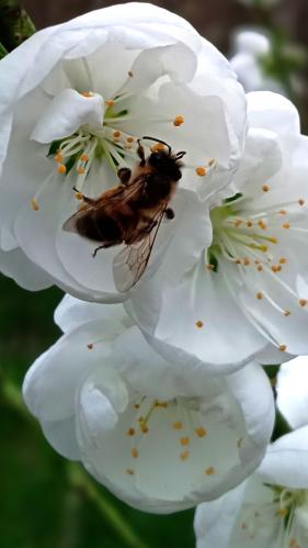 ��������  ������ 