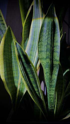 � ����� ������