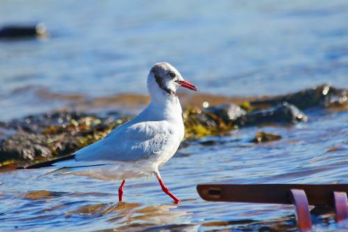 ������� ��������. 