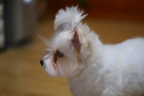 ��� ����� ������� 