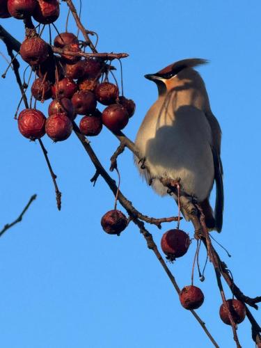 � ��������