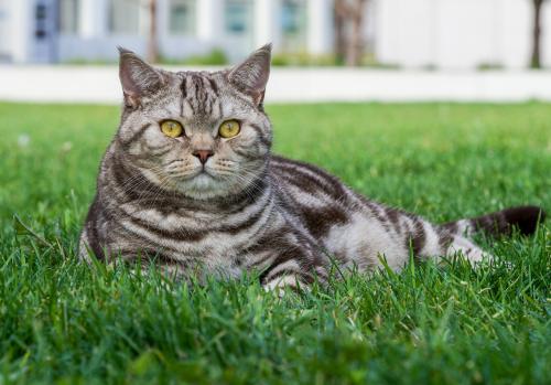 �� �������� 