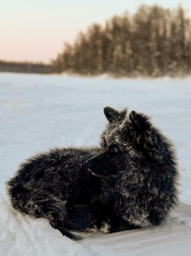 �� �������