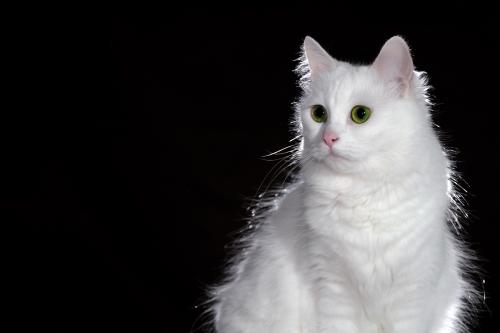 ����� �����