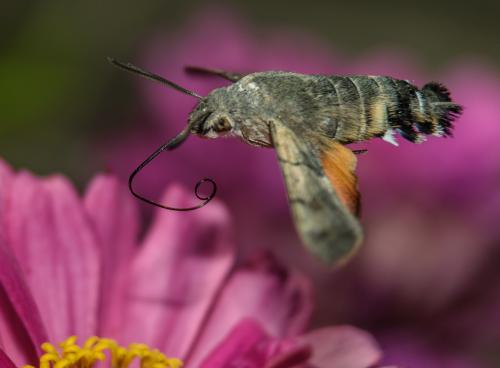 �� �������