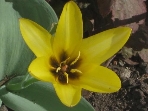 ������ �������