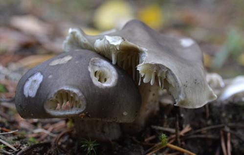 ����� �����