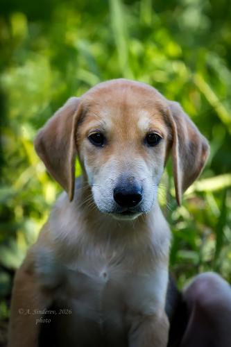 ����� ������