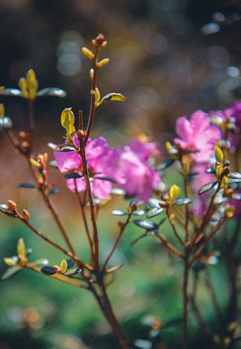 ������� �����������