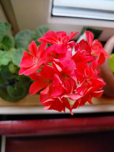 ���� ����������-�������.