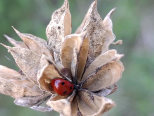 ����� ������