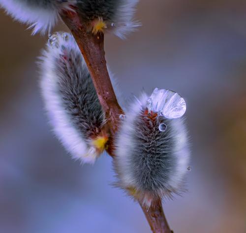 �������� ����������� �������