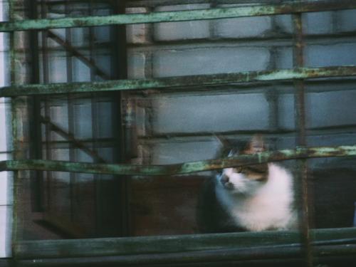 ����� ��� �������