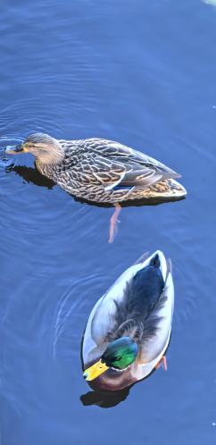 ��������� �������