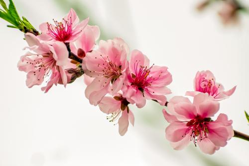 ������� ��������� �������