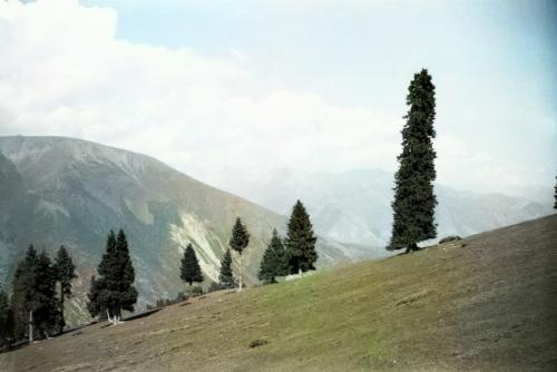 ���� �������� ���