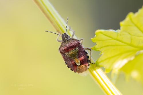 ���� �����