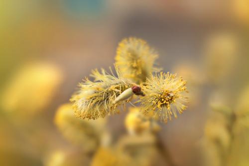 �������� �����. 