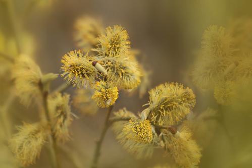 ����� ������. 