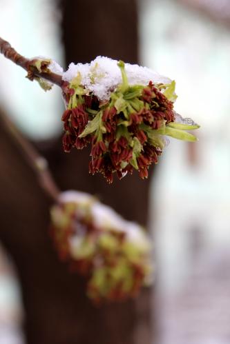 ���������� ����