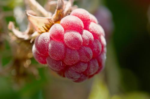 ����� �������