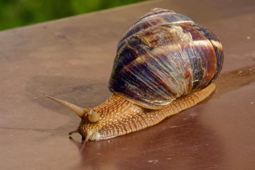 ������ �������