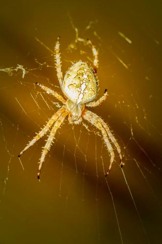 ���������.