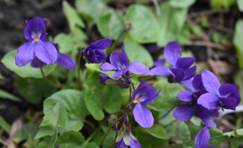 ���������� ����� 