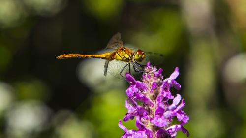 ��������