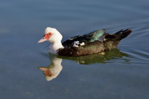 ���� �� �����