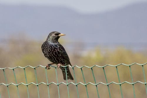 ������� �� ������