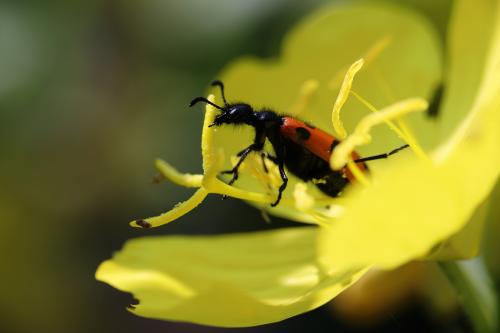 ������ ������� �������� 