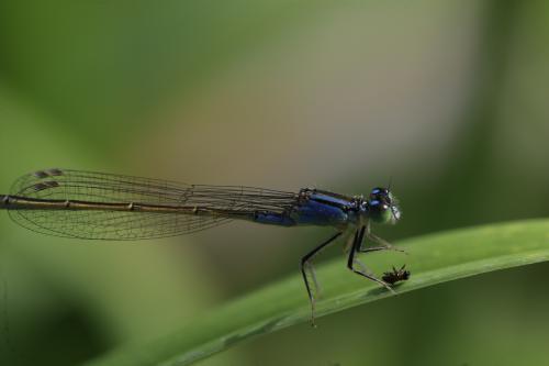 �� �����