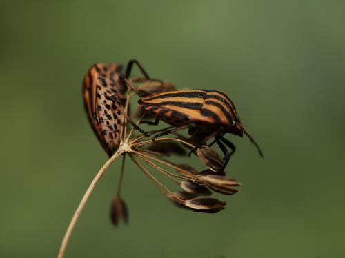 ���������� �� ������