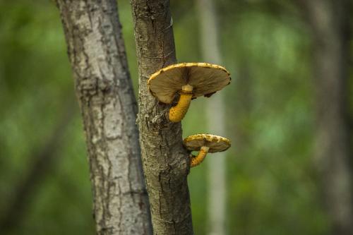 ��� �����, ��� � �����)