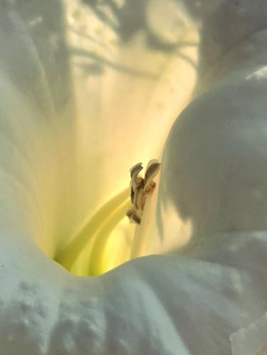 ������ ������