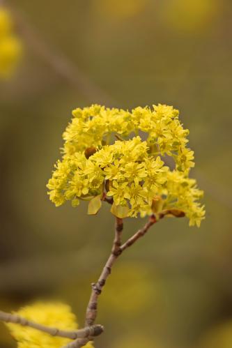 �������� ���. 